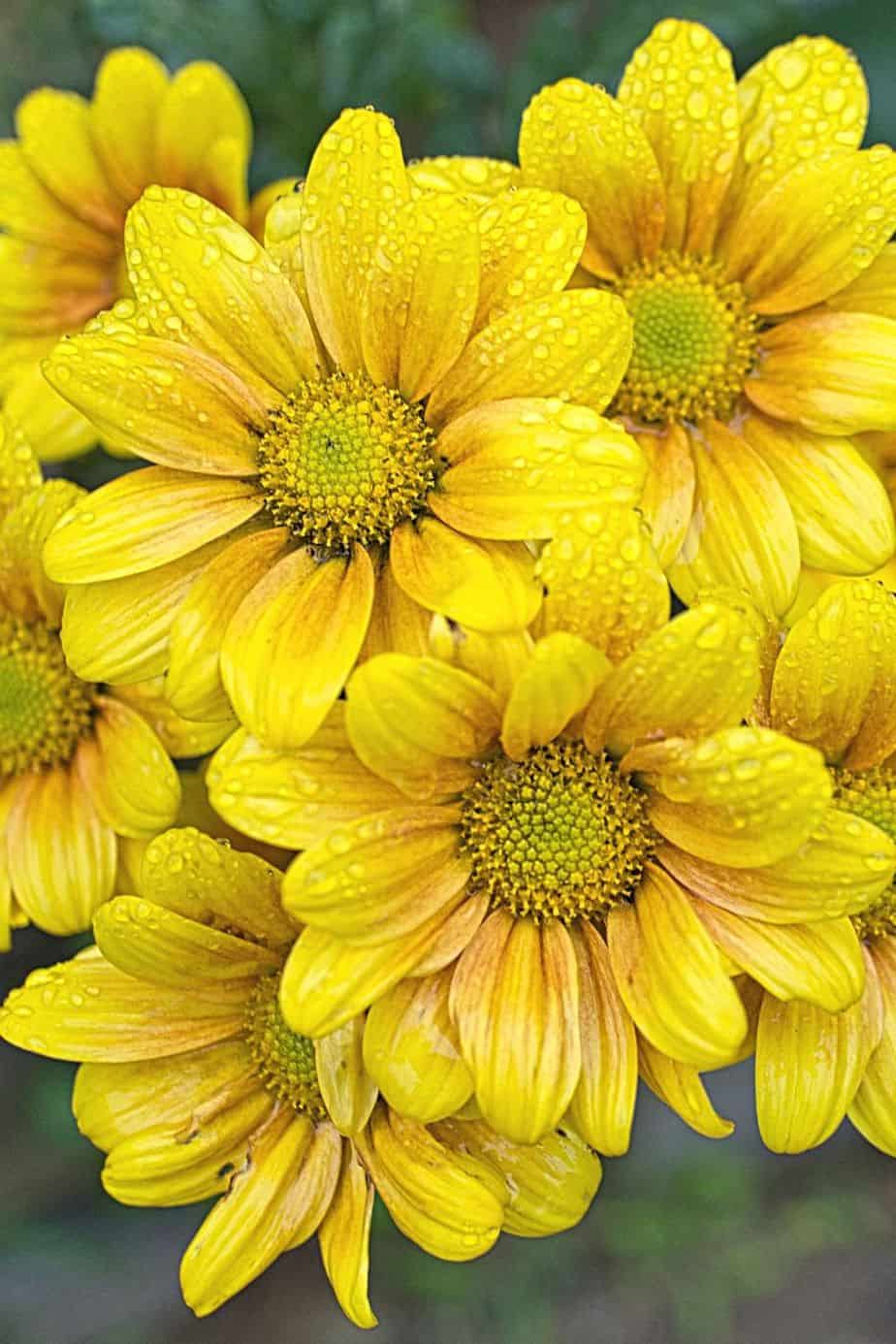 Chrysanthemum, aka mums, is another beautiful plant to add to your southeast-facing garden
