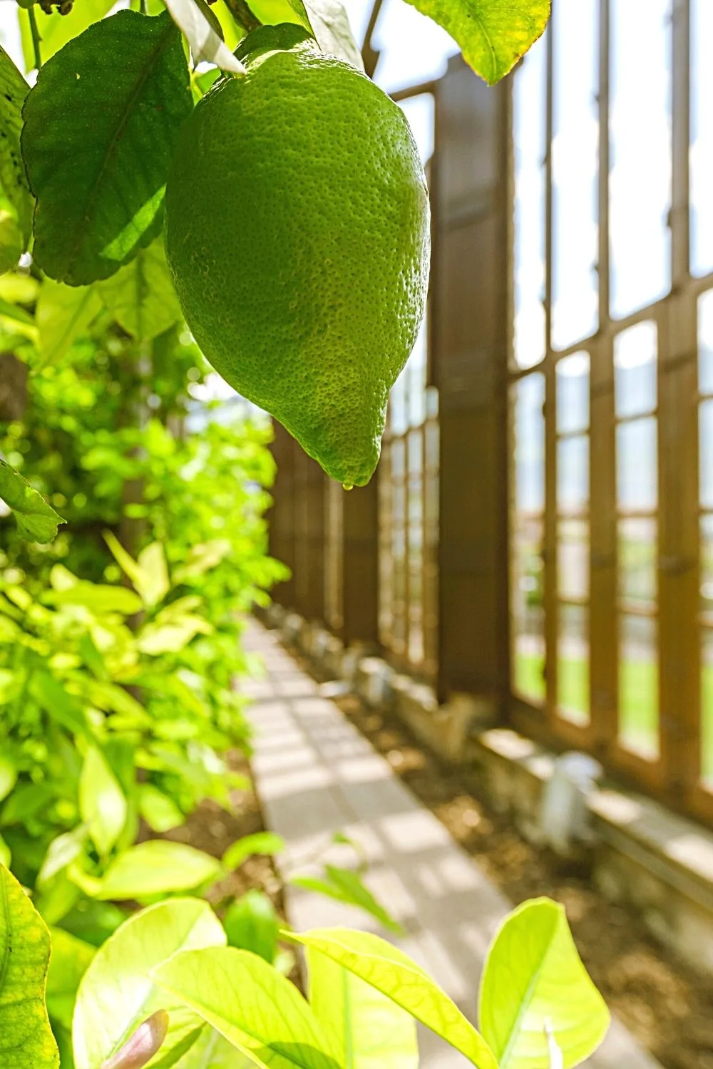 Citrus Trees is another great addition to your southeast-facing window if you're raring to plant something edible indoors