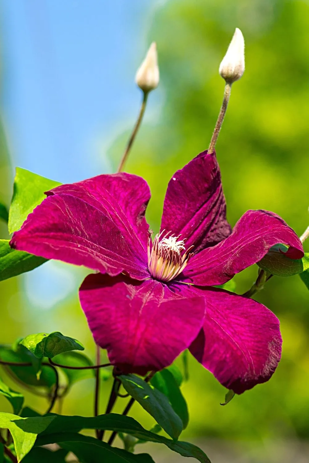 Clematis is a fast-growing and climbing plant that you can grow on the west-facing side of the house