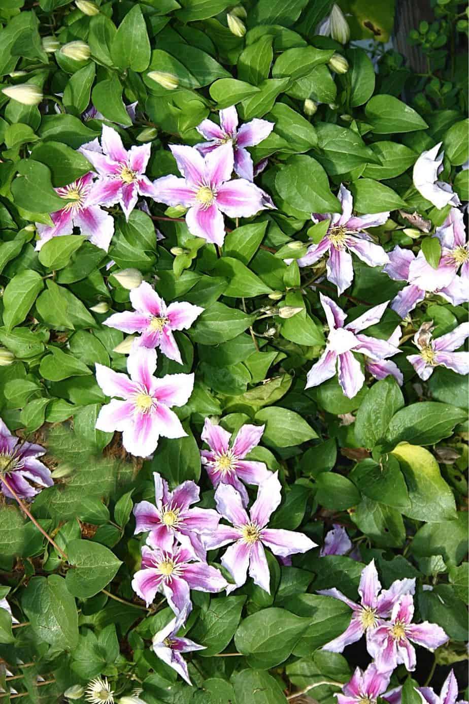 Clematis is a low-maintenance flower that you can grow on an east-facing balcony