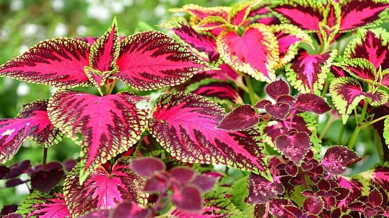 One of the easiest plants to grow in a shaded porch is the Coleus