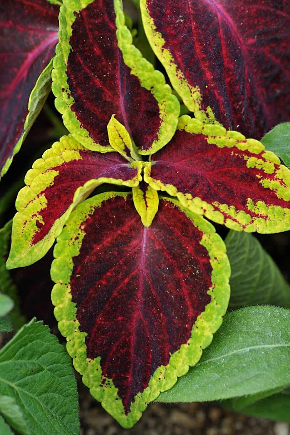 Known as a bedding plant, Coleus is another plant that you can grow in your north-facing balcony