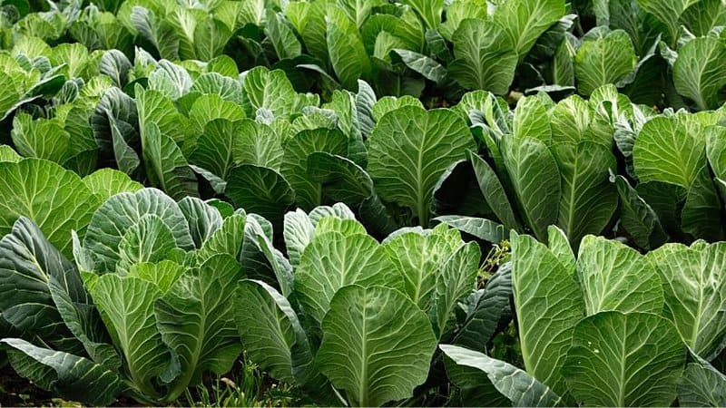 You can harvest Collards (Brassica oleracea var. viridis) after 8 to 90 days after you plant it in your vegetable garden
