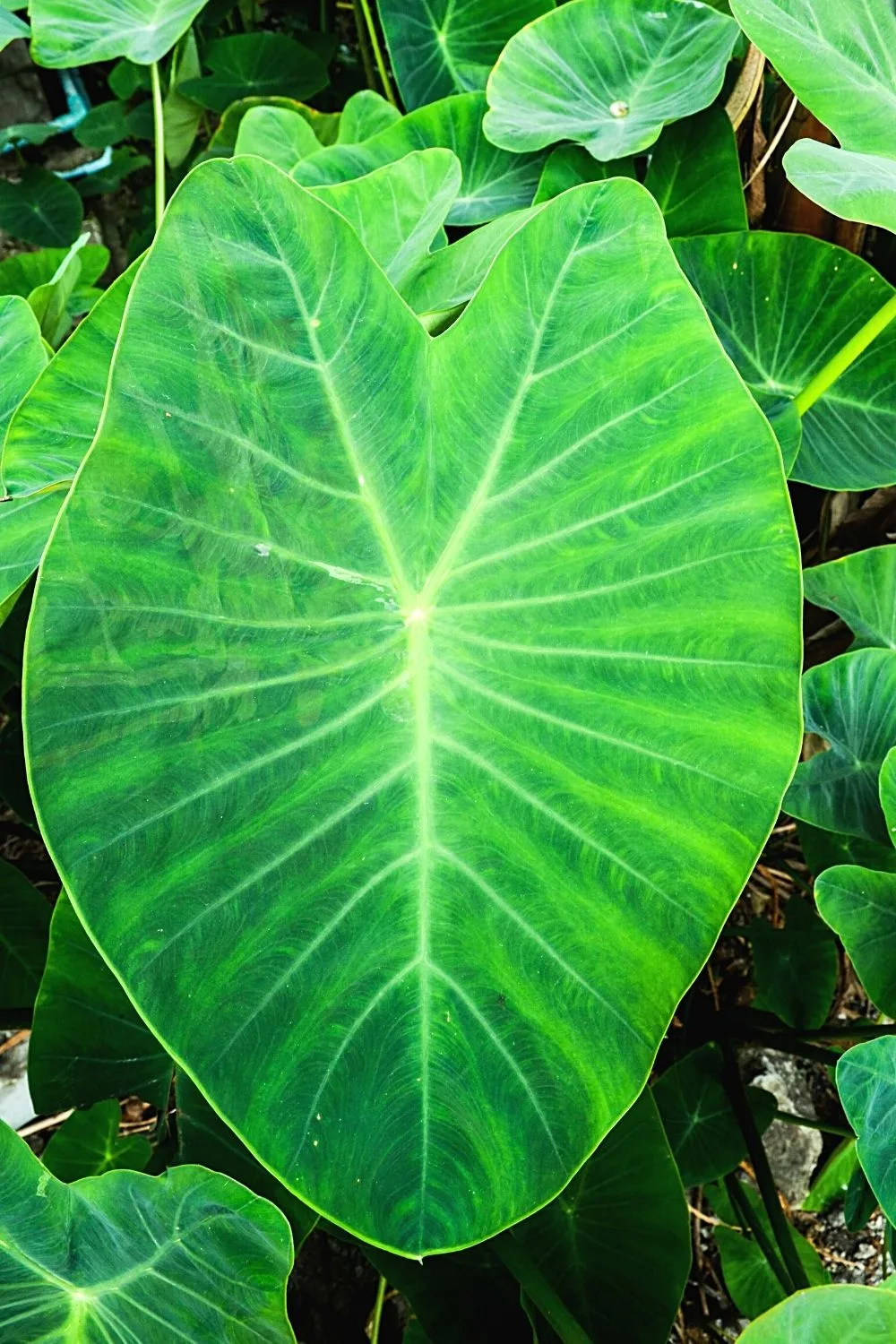 Though Colocasia is a flowering plant, it's commonly grown on west-facing balconies due to its large green leaves