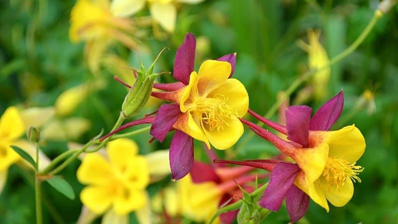 If you want to grow a plant that can reach its maximum height in a few months, plant the Columbine (Aquilegia canadensis) if your Florida home