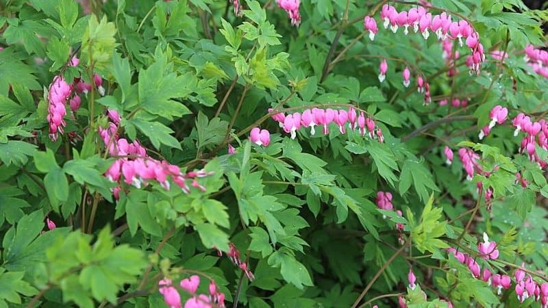 Common Bleeding Heart is another uniquely-shaped plant you can grow in a shaded porch