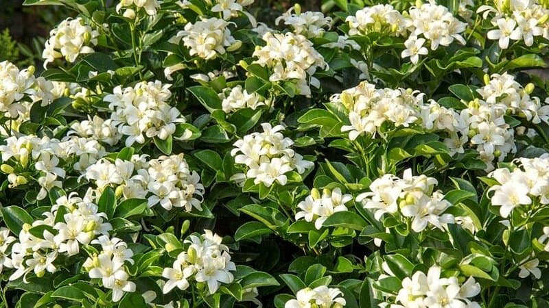 Common Jasmine is another highly-scented plant you can grow in your window boxes