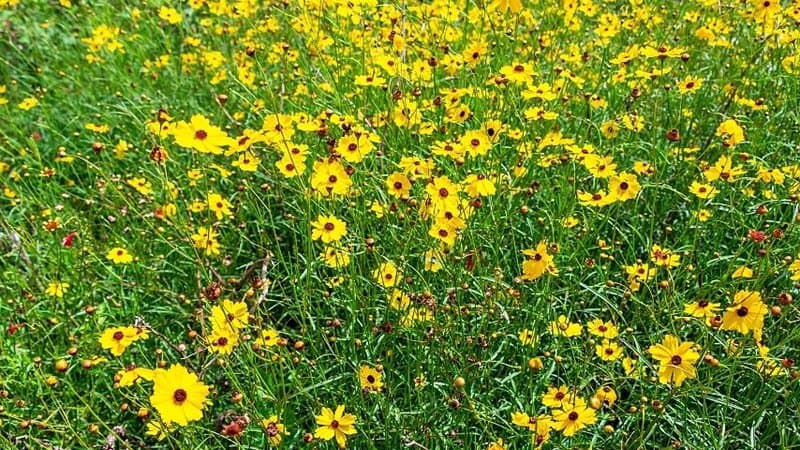 Common Tickseed (Coreopsis leavenworthii) blooms all year round and can grow well in Florida