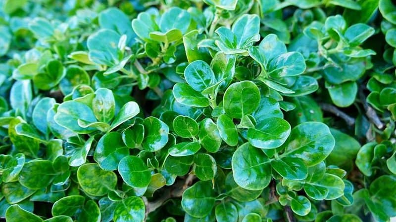 Coprosma (Mirror Plant), known for its glossy foliage, is another great plant to grow in your shaded porch