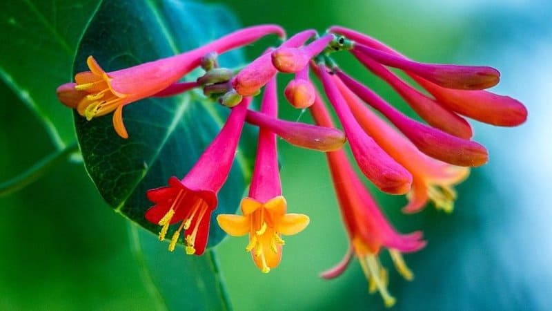 Another plant that you can grow in your Florida garden to attract pollinators is the Coral honeysuckle (Lonicera semperviren)