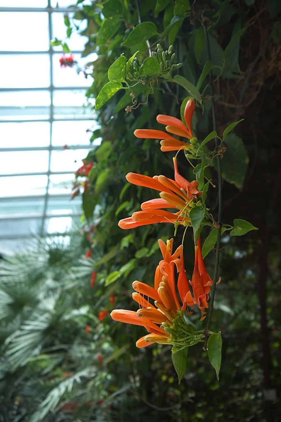 Coral honeysuckle's brightly-colored trumpet-shaped blooms looks great when grown on the west-facing side of the house