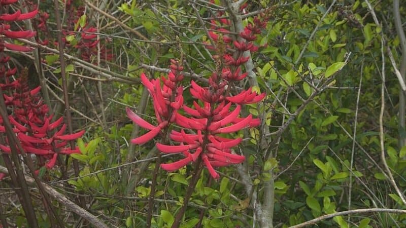 The Coralbean (Erythrina herbacea) is known for its red tubular flowers and can easily thrive in Florida