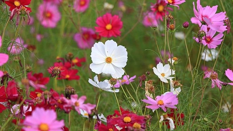 Cosmos, when grown in volumes, is capable of attracting bees and other pollinators to it