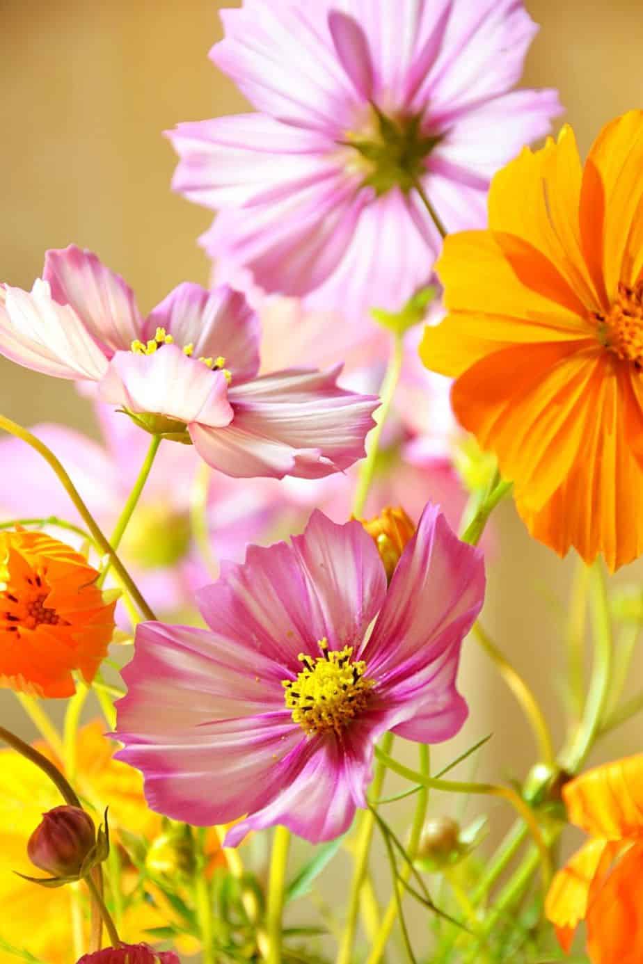 Cosmos, part of the Sunflower family, is a beautiful flower you can grow on your east facing balcony