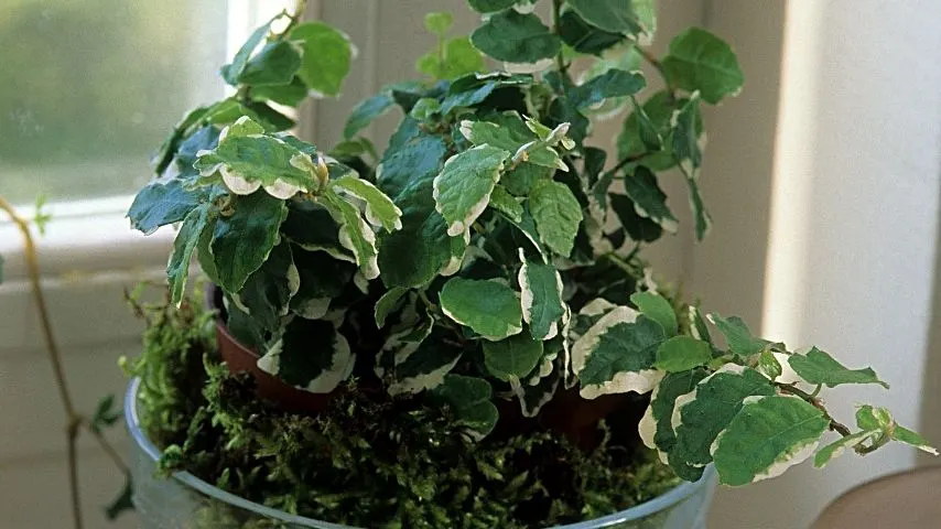 The variegated leaves of the Creeping Fig aids in beautifying the enclosed space of your terrarium