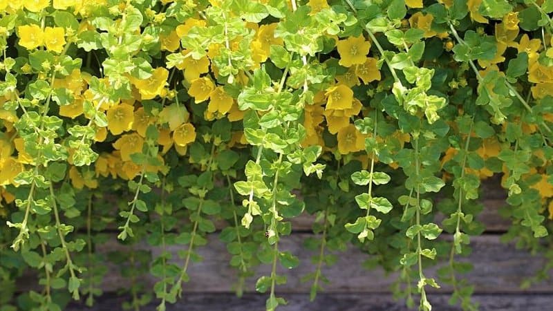 If you're looking for a beautiful hanging plant to grow in your window boxes, the Creeping Jenny is a great choice