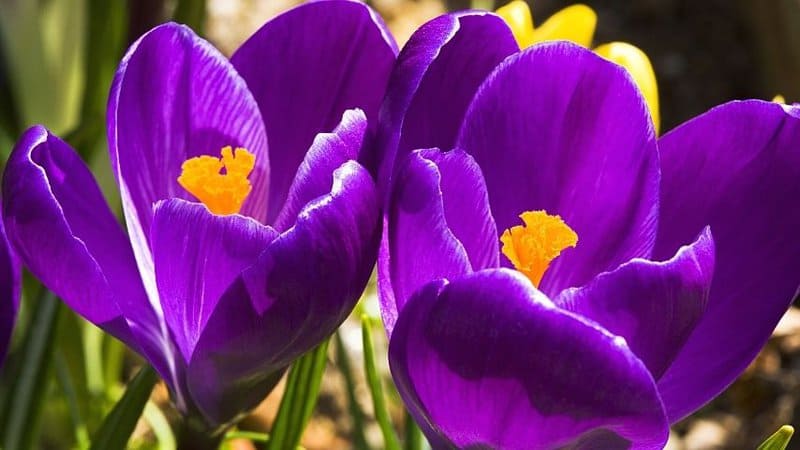 The brightly-colored blooms and sweet nectar of the Crocus attract bees to your garden