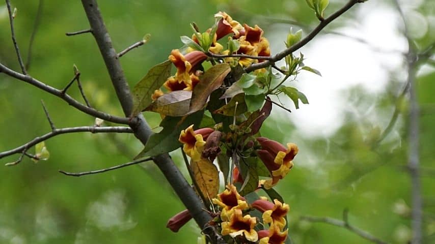 Another colorful plant that can cling to your fence line without support is the Crossvine