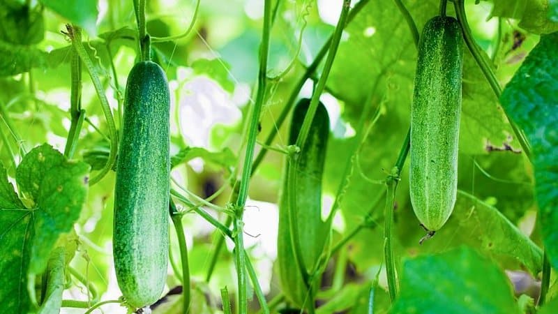 Cucumber's growth rate accelerates when you grow it in a hydroponics system
