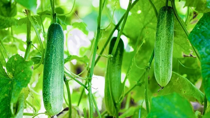 Cucumber's growth rate accelerates when you grow it in a hydroponics system