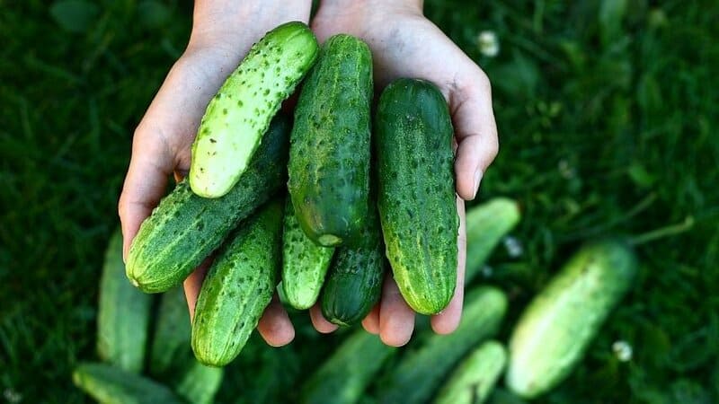 There are various Cucumber (Cucumis sativus) varieties that you can plant in your vegetable garden