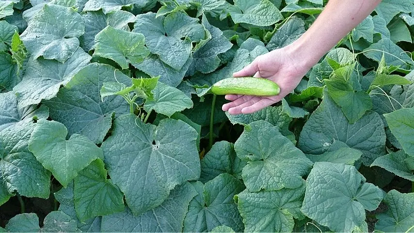 Cucumbers is one of the most popular vegetables in the world that you can grow in your garden in spring