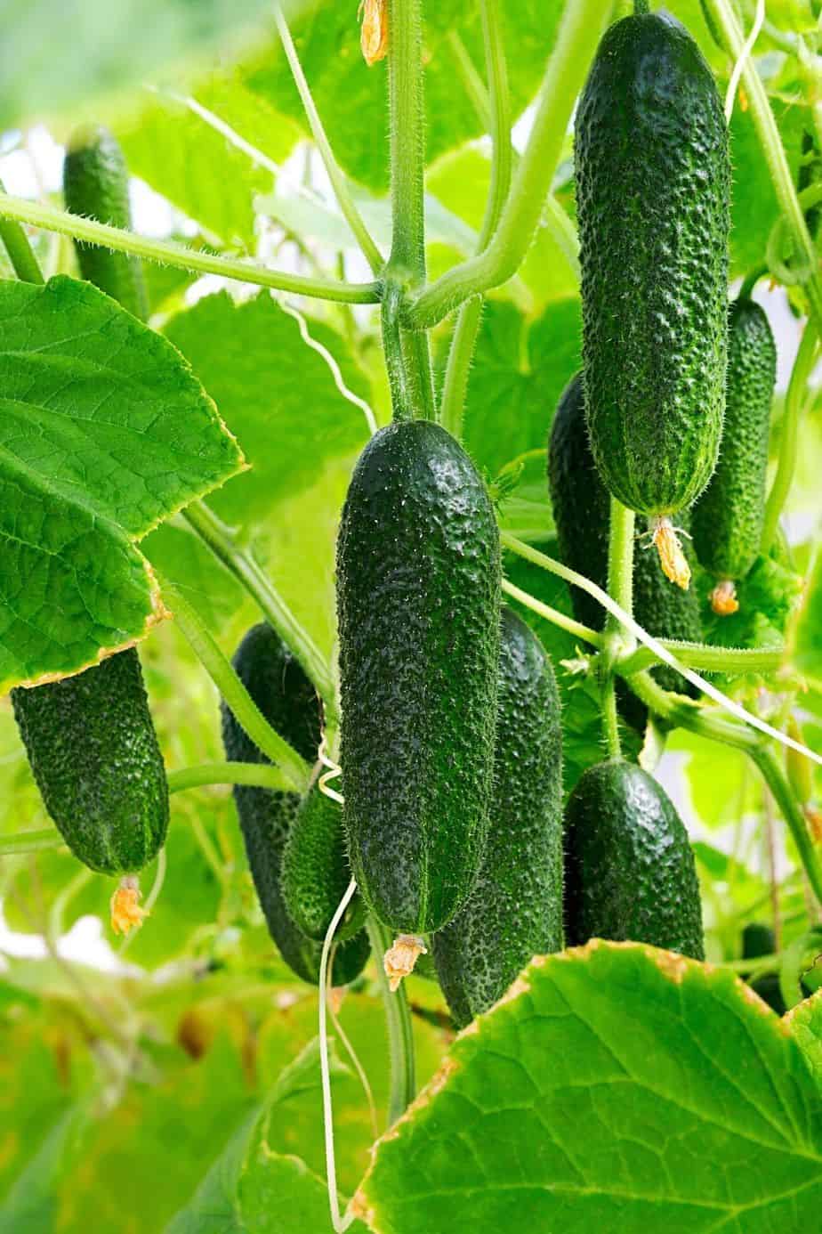 Cucumbers are highly-nutritious plants that you can easily grow on a south-facing balcony