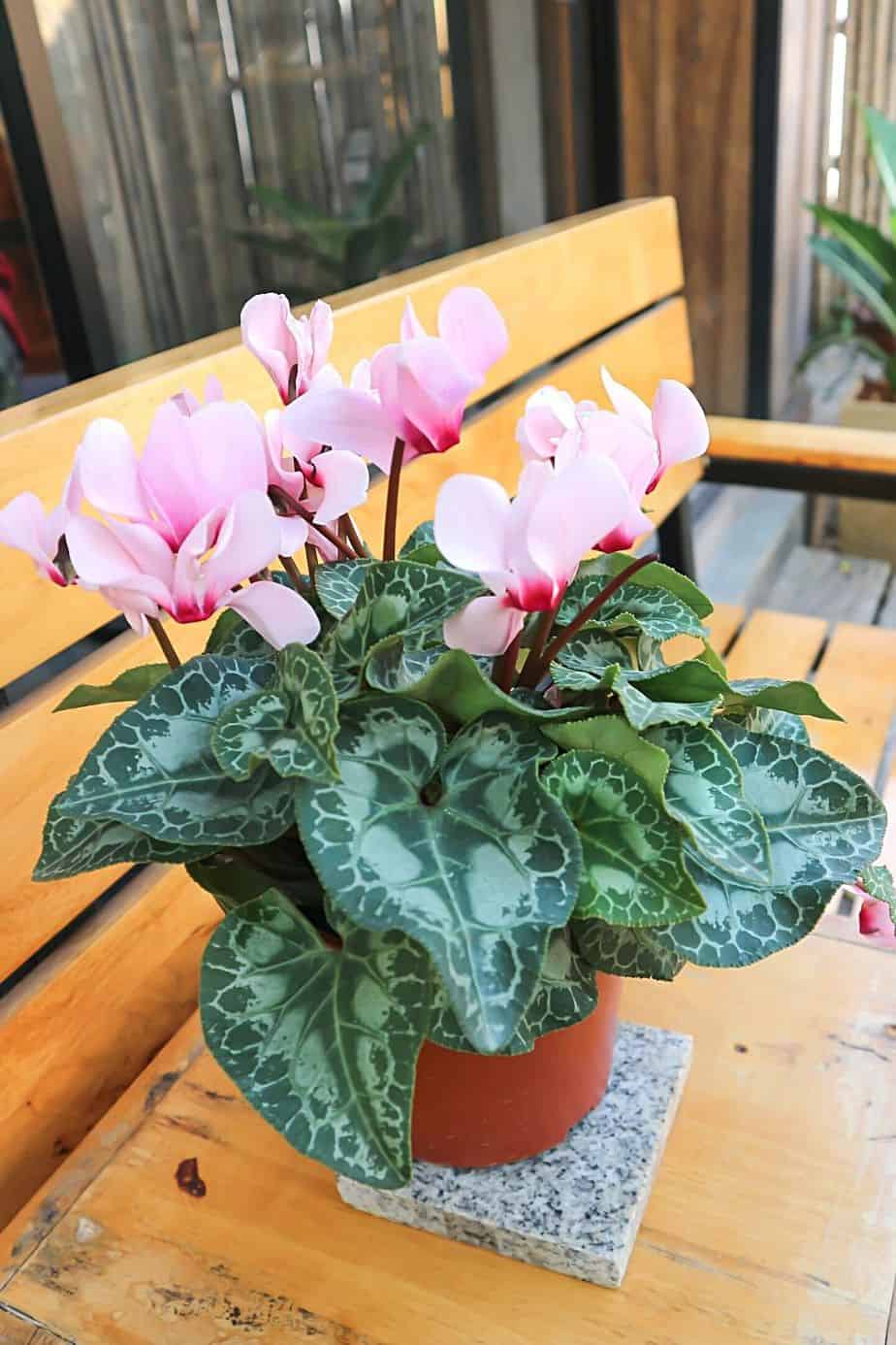 If you're looking for an exotic plant to grow by your northeast-facing window, Cyclamen is one of your best choices