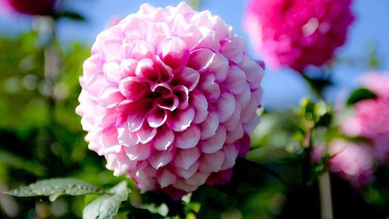 Dahlias need to receive constant light for it to thrive in a hydroponics system