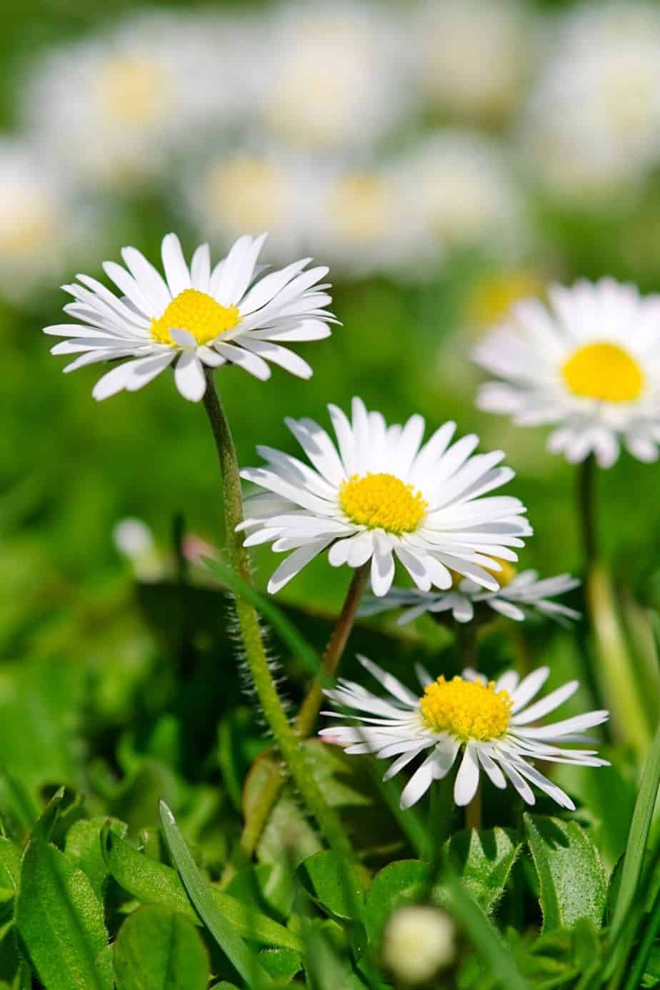 Daisy, aka the Common Daisy, is a flower you can grow on your east facing balcony