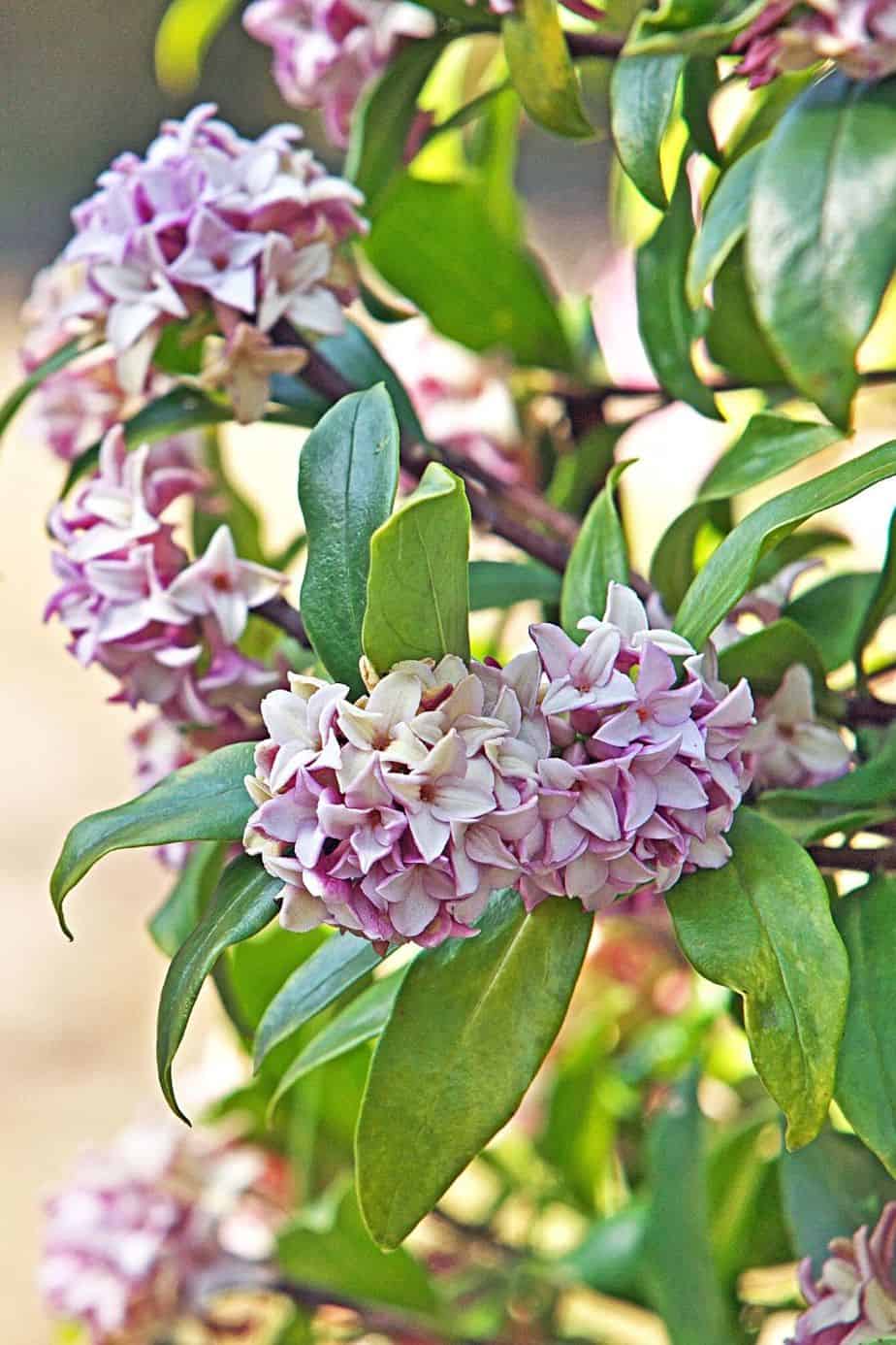 Daphne offers plenty of variety options that you can plant in your northwest facing garden