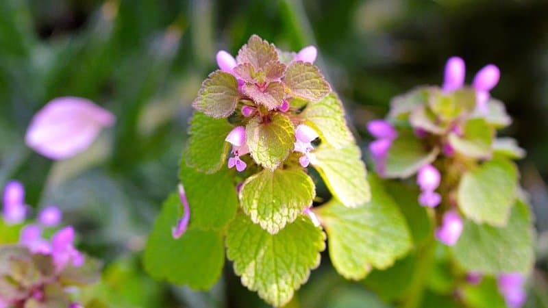Dead Nettle (Lamium) is one of the best plants to grow in a shaded porch 