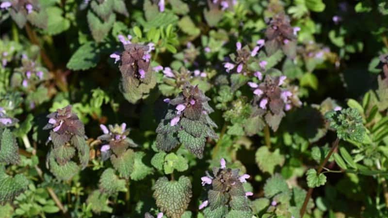 Deadnettle can be grown in cool containers in your shaded porch during the spring season