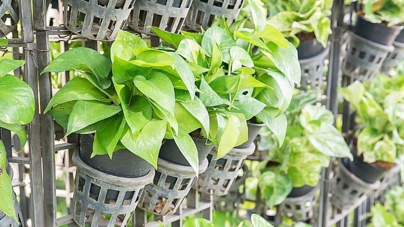 Devil's Ivy can be grown indoors using the hydroponics system