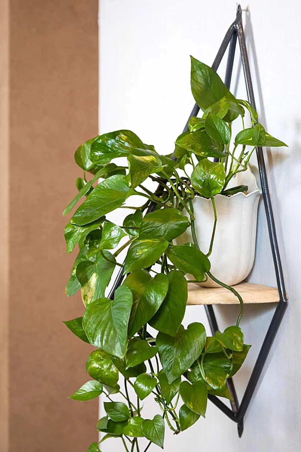 Devil's Ivy is a beginner-friendly plant that you can place by your northwest-facing window