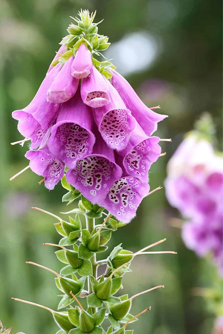 The Digitalis (Foxglove) flowers give your northwest-facing gardens an exotic look