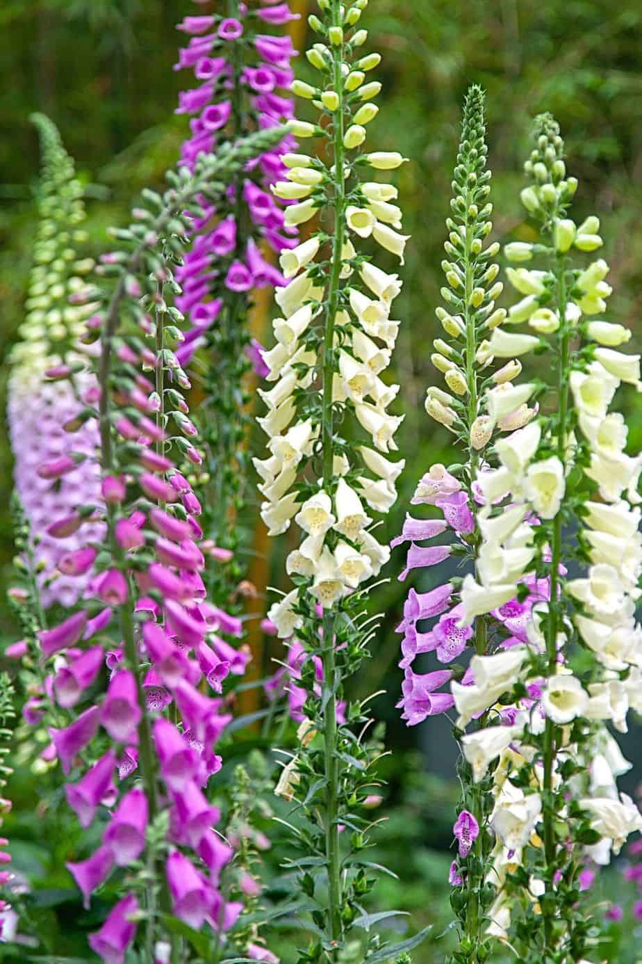 Aka Foxglove, Digitalis can thrive in full or partial shade conditions of the north-facing side of the house