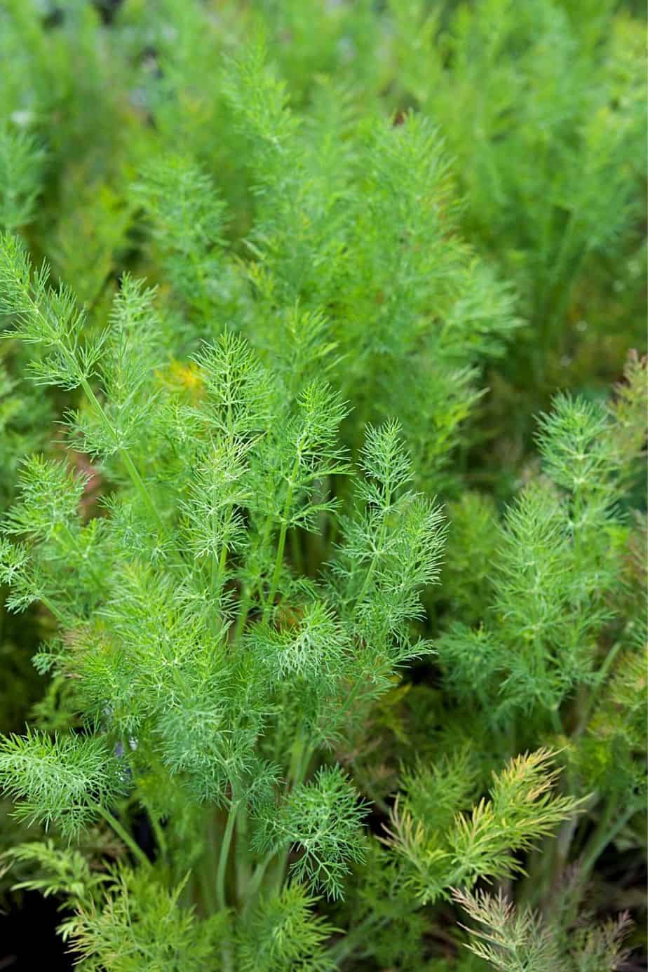 Dill is a great herb to add to your already colorful southwest facing garden