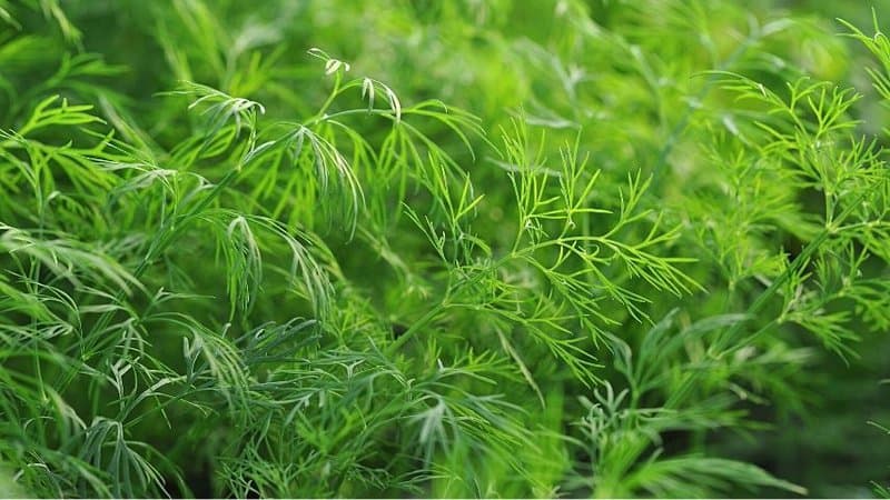 If you're looking for another easy plant to grow in a hydroponics sytem, Dill is one of your best choices