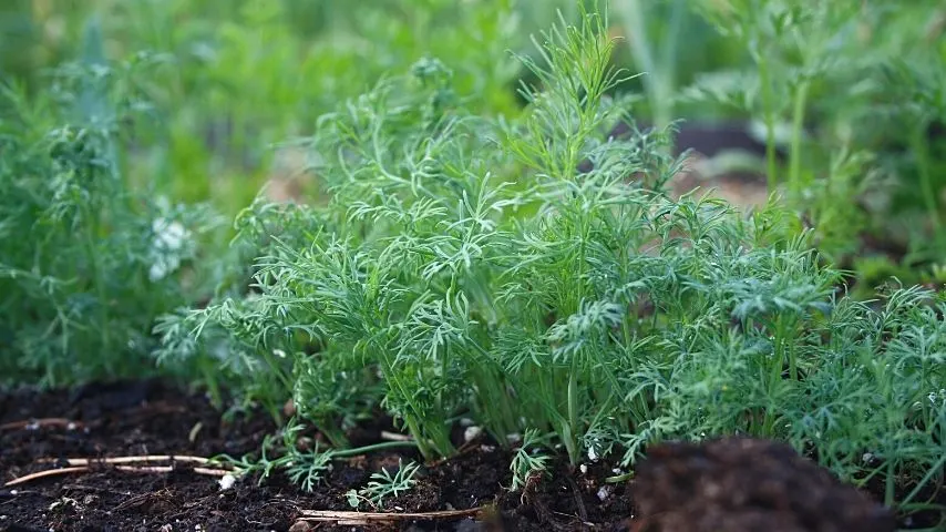 Dill (Anethum graveolens) is one of the plants in your vegetable garden that doesn't need too much attention to grow well