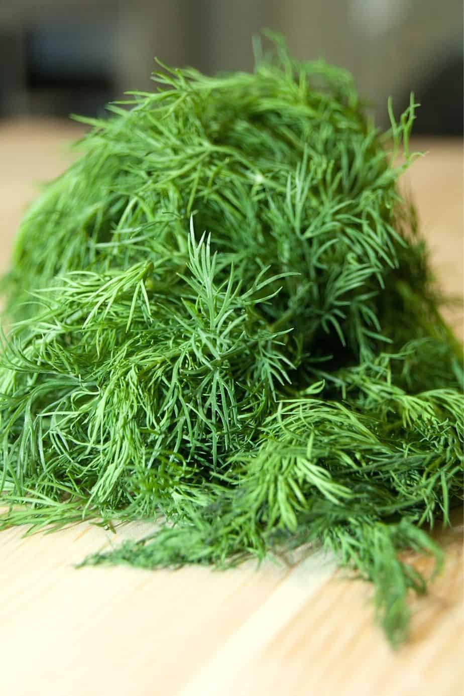 Dill, part of the Celery plant family, can be grown on a south-facing balcony