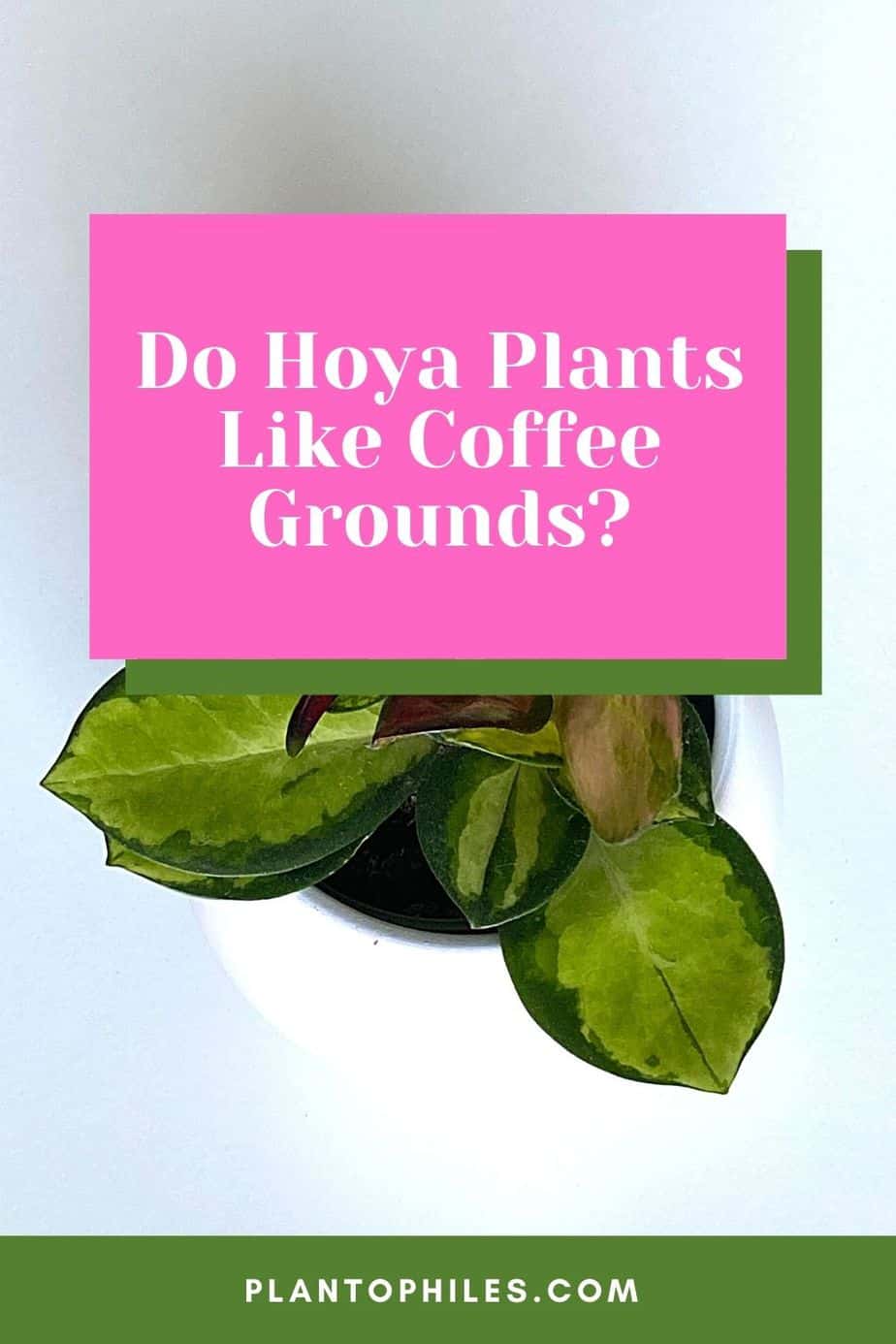 Do Hoya Plants Like Coffee Grounds?