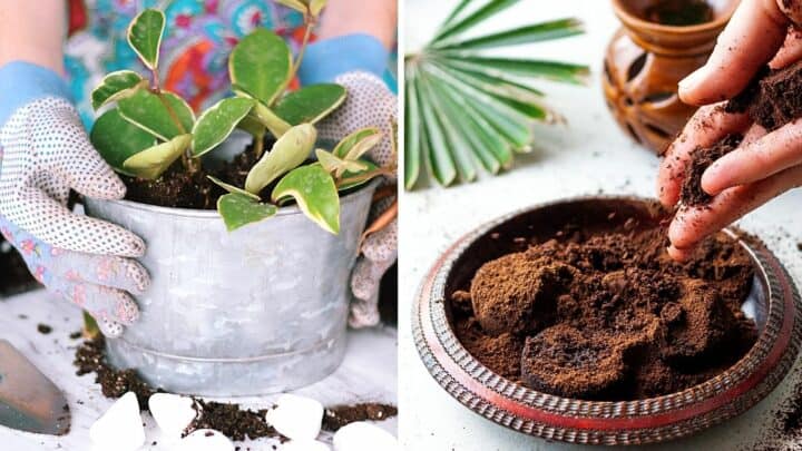 Do Hoya Plants Like Coffee Grounds? #1 Definite Answer
