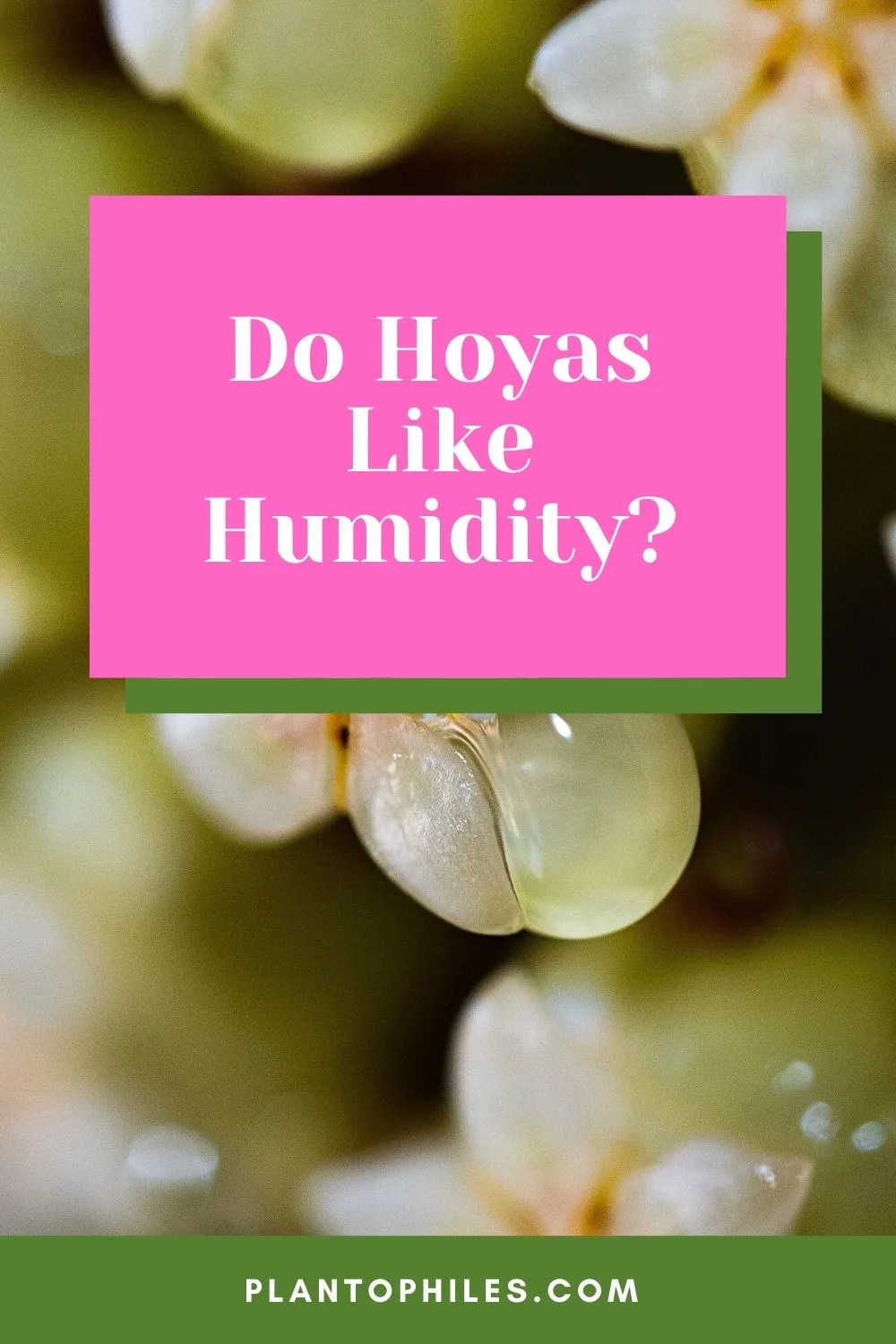 Do Hoyas Like Humidity?