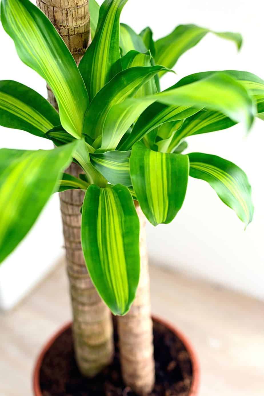 Dracaena Fragrans is another beautiful plant you can grow by your southeast-facing window