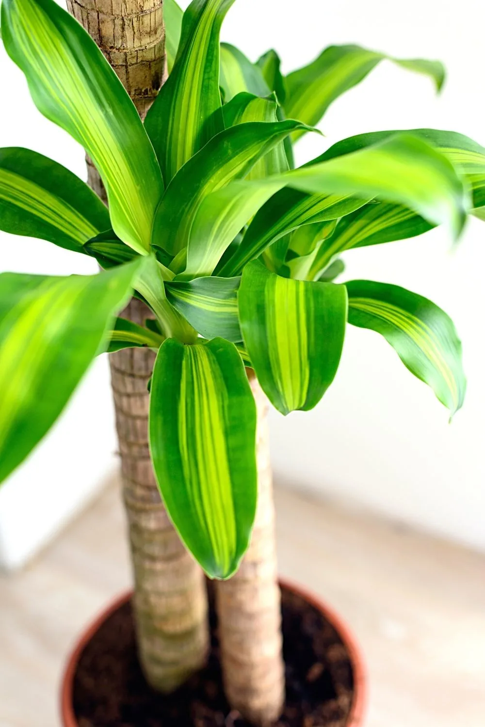 Dracaena Fragrans is another beautiful plant you can grow by your southeast-facing window