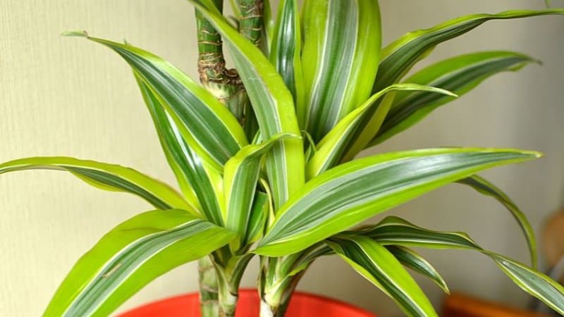 Dracena Plant can thrive when grown in an apartment as it can survive not being watered for a week
