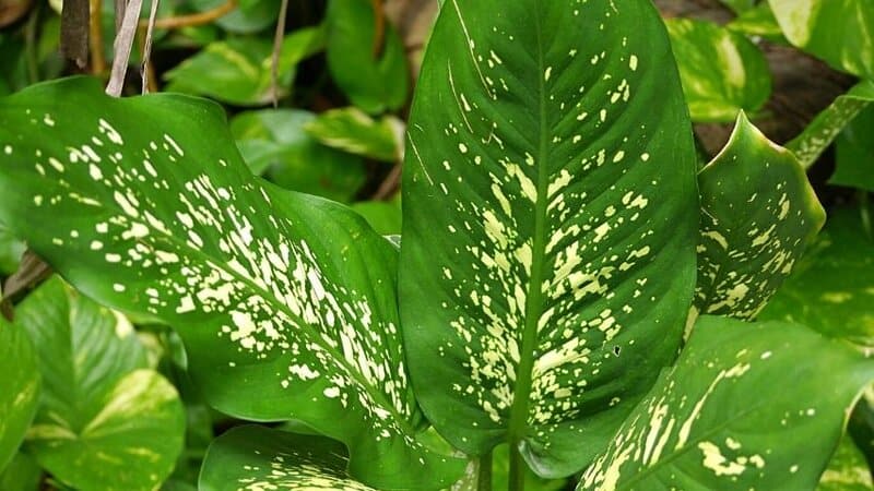 Dumb Cane can be grown in a hydroponics system, but make sure to maintain the water levels properly