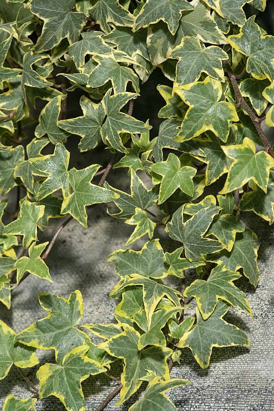 English Ivy, with the help of a wooden frame to aid it when it's spreading, is another great plant to be used for privacy