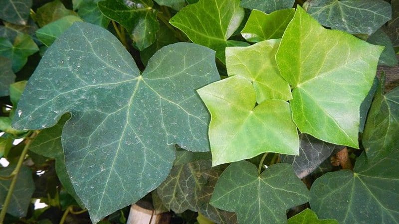 The English Ivy is another great choice to grow in a shaded porch if you want a "forever green" plant in the area